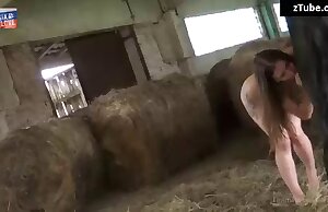 Con ngựa to lớn thích một thổi kèn đẹp